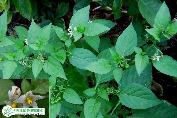 这是什么花?我这边的地方名称叫"百花菜"