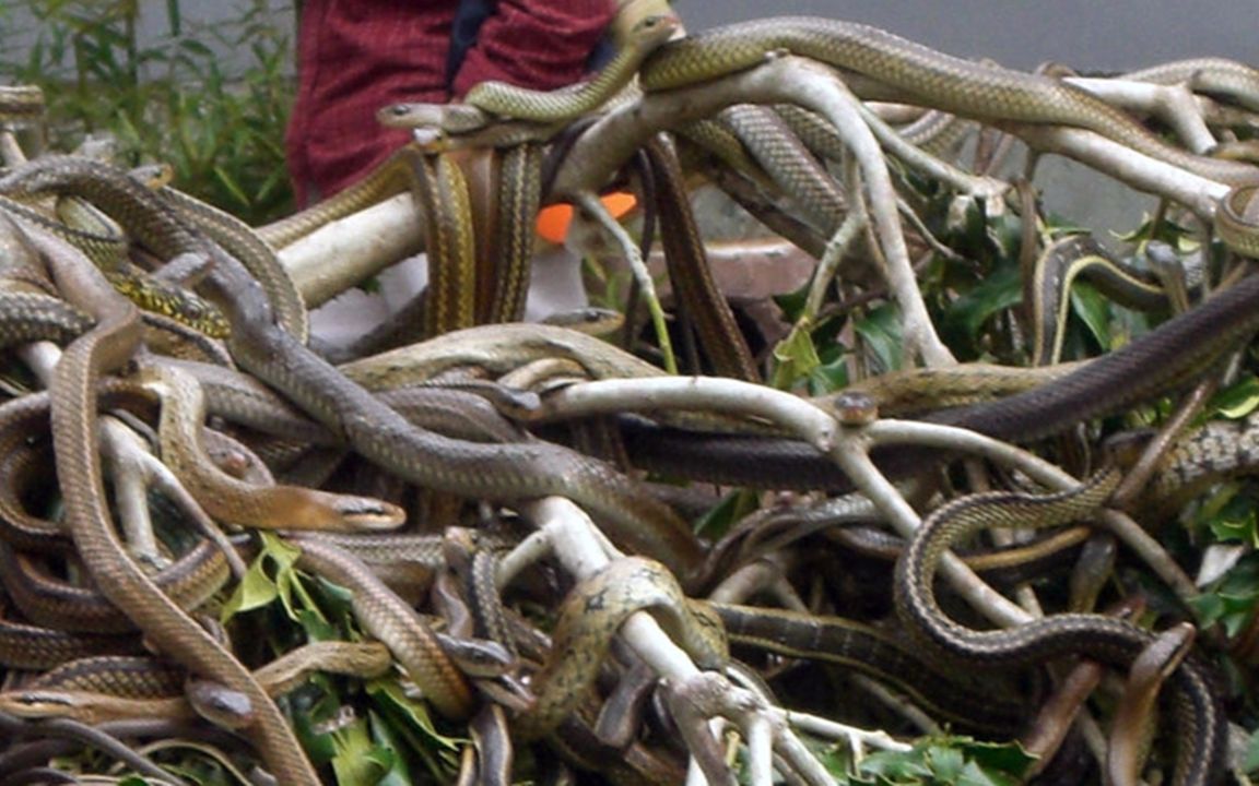 中国的大连蛇岛生活着上万种毒蛇,为什么游客越来越多?