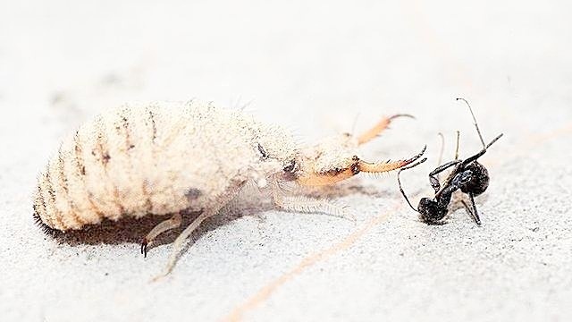 恐怖的蚂蚁终极杀手:蚁狮
