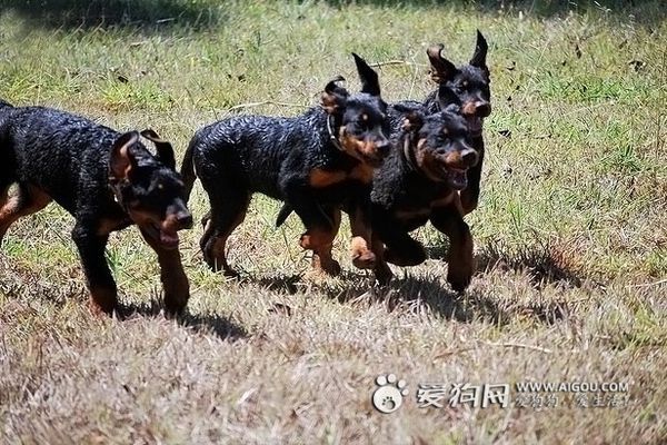 法国狼犬幼崽图片