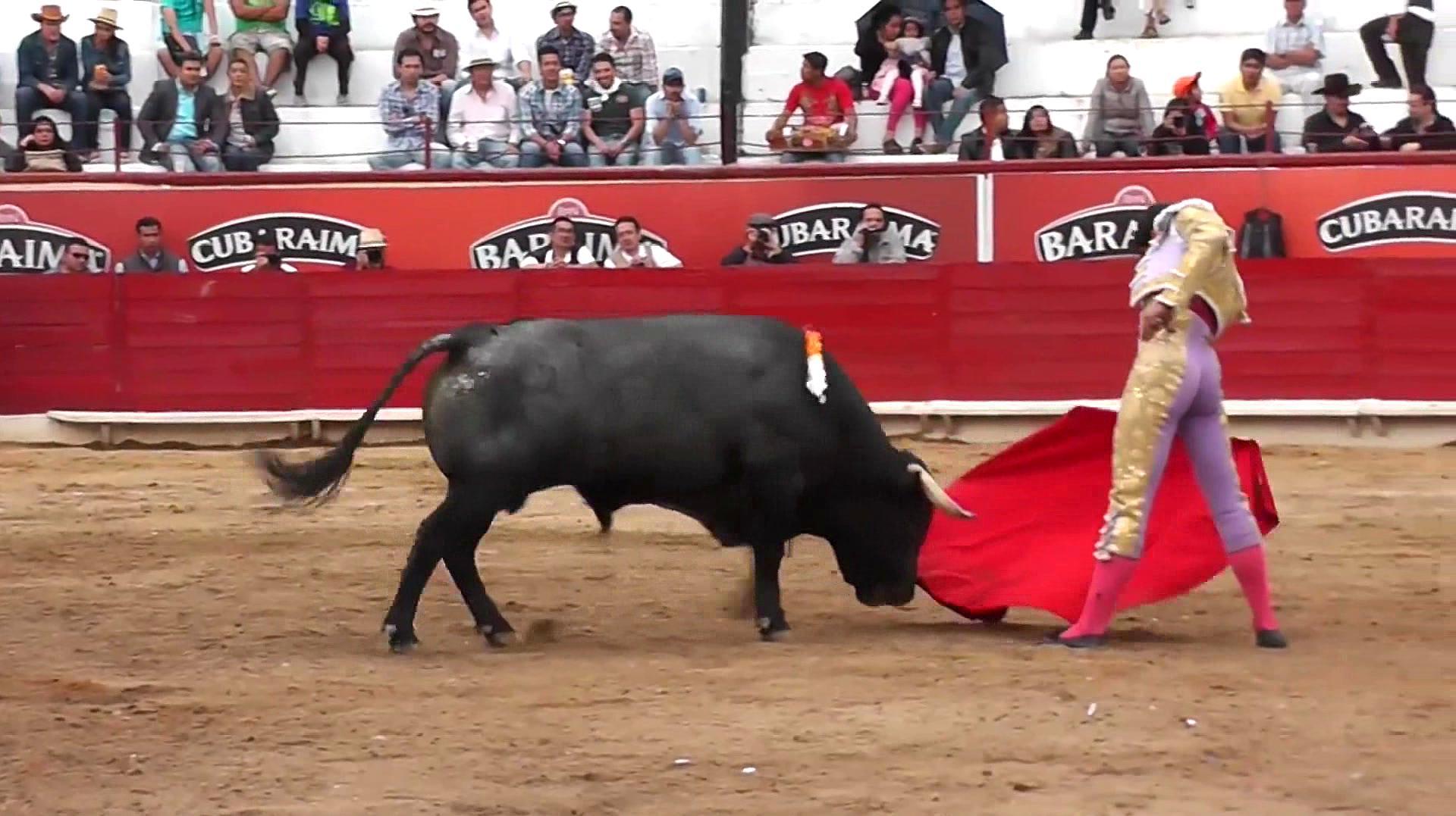 疯狂斗牛,极限挑战!人与牛的拼死肉搏,刺激不断