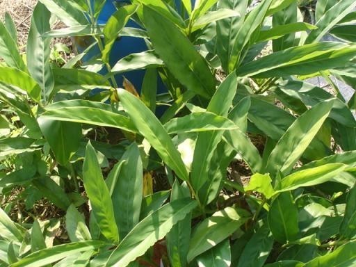 在南方蒸年糕常用一种会香的植物叶来铺底,但不知道是什么叶子?