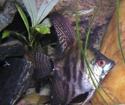 燕子鱼怎么分公小燕子鱼怎么区别公母能带图解