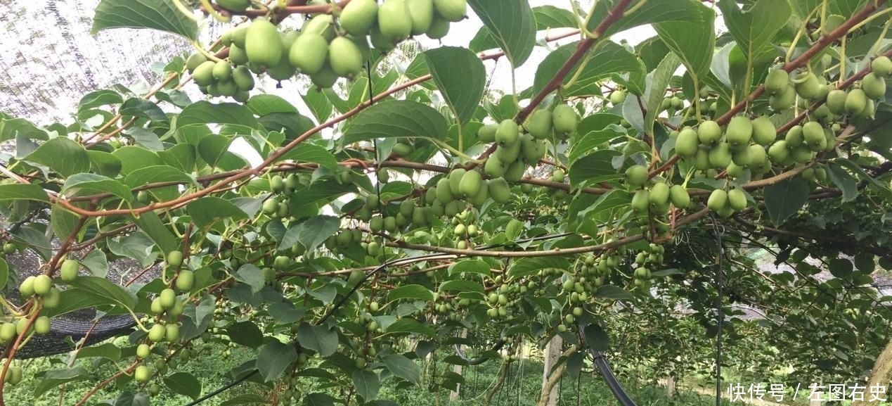 现代农业发展重点是发展