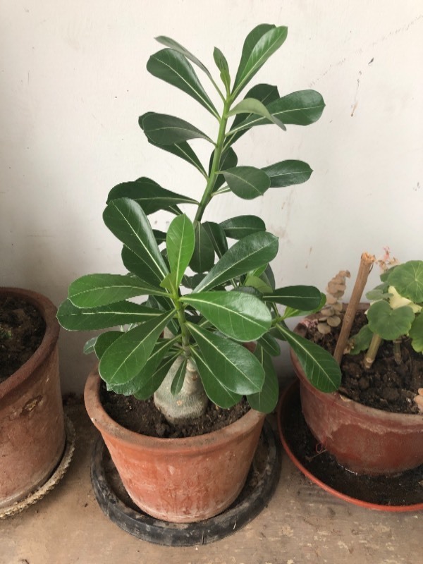 沙漠玫瑰不开花,怎么办