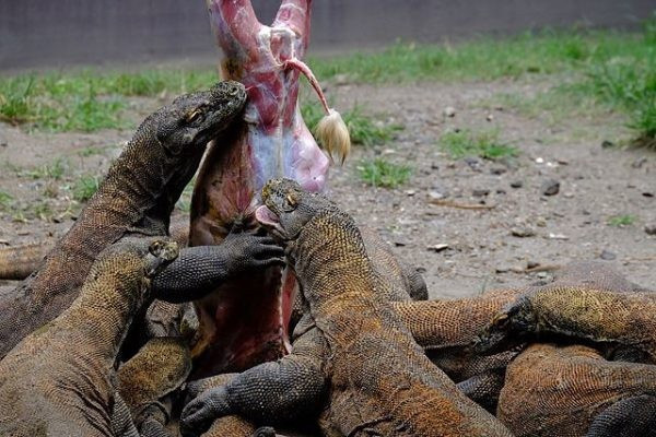罗布泊曾发现一个很大的地下洞穴,为何会有数千条体型巨大的食人蜥蜴?
