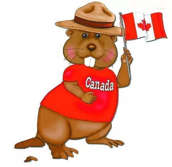 加拿大的象征动物图片
