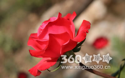 猫的情书百度云