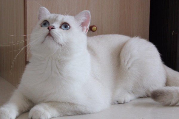 英短银渐层大概多少钱?