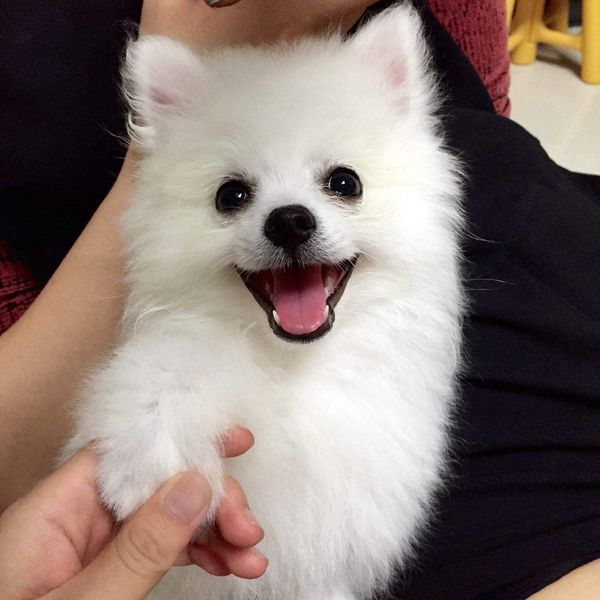 这是折耳土狗吗