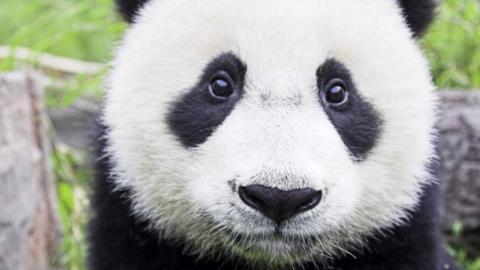 奥地利大 熊猫双胞胎健康 成长 国宝就是萌