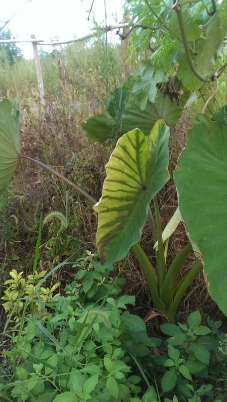 芋头叶发黄怎么回事?