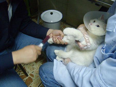 宠物医院治疗猫瘟一次要600多。15天一个疗程