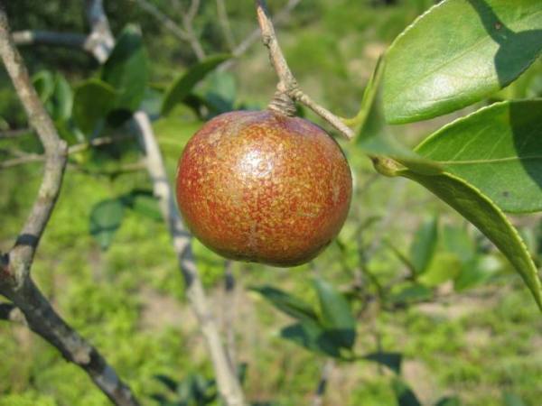 高山红橄榄图片?