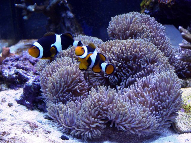 彩色地毯海葵(紫色的)有毒吗?被它咬到怎么办?