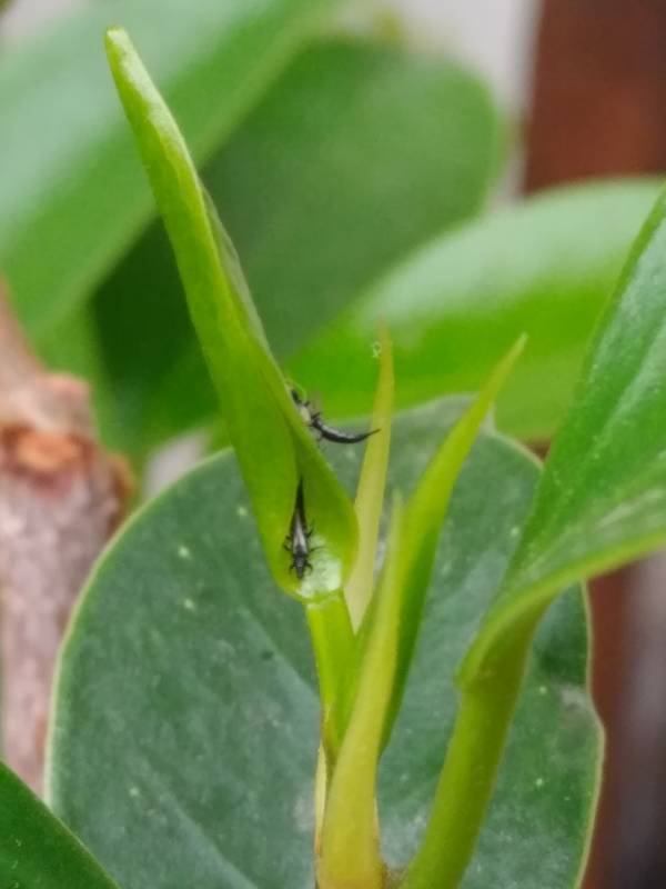 家里盆栽榕树的新鲜嫩叶里面总是有这种黑色的小虫子,于是叶子就会卷