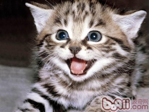 猫咪鼻子干就是生病了吗?