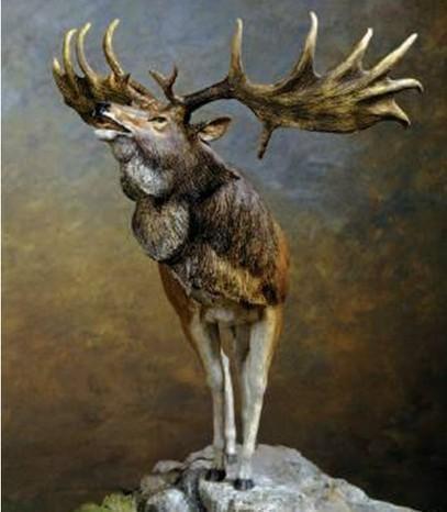 giganteus[1]),又名巨大角鹿,巨型鹿或爱尔兰麋鹿[2],是体型最大的鹿