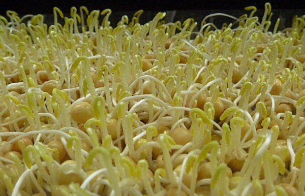 生长中的黄豆芽图片