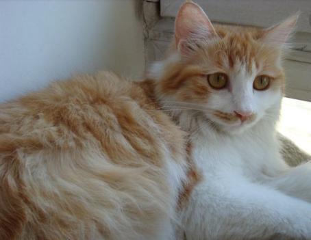 我养的猫不想要了