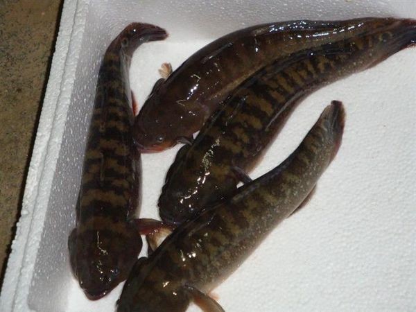 请问大家这是什么鱼,可以给宝宝吃吗?