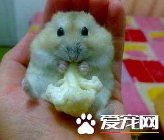 布丁仓鼠喜欢吃什么 布丁仓鼠可食性食物
