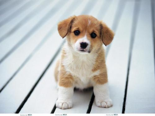 我的狗狗为什么感冒不爱喝水?是否必须要多喝