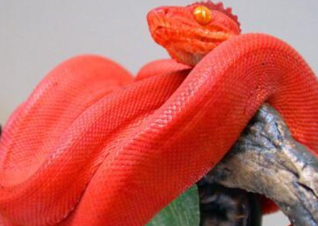 谁看过头上有冠的蛇!是什么样子的!