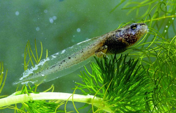 蝌蚪的形态特征