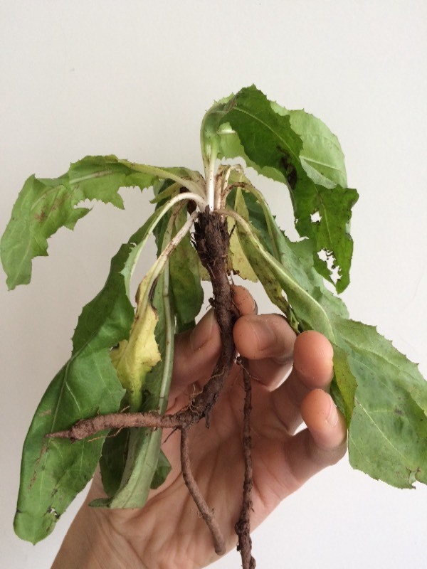 请问这是一种什么草,我们农村有人说它养胃,我们这里是四川.