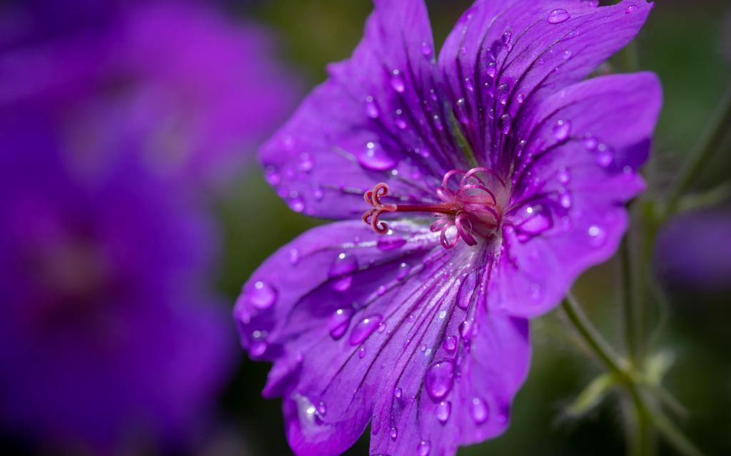 近拍雨滴下的小清新花花世界[图2]