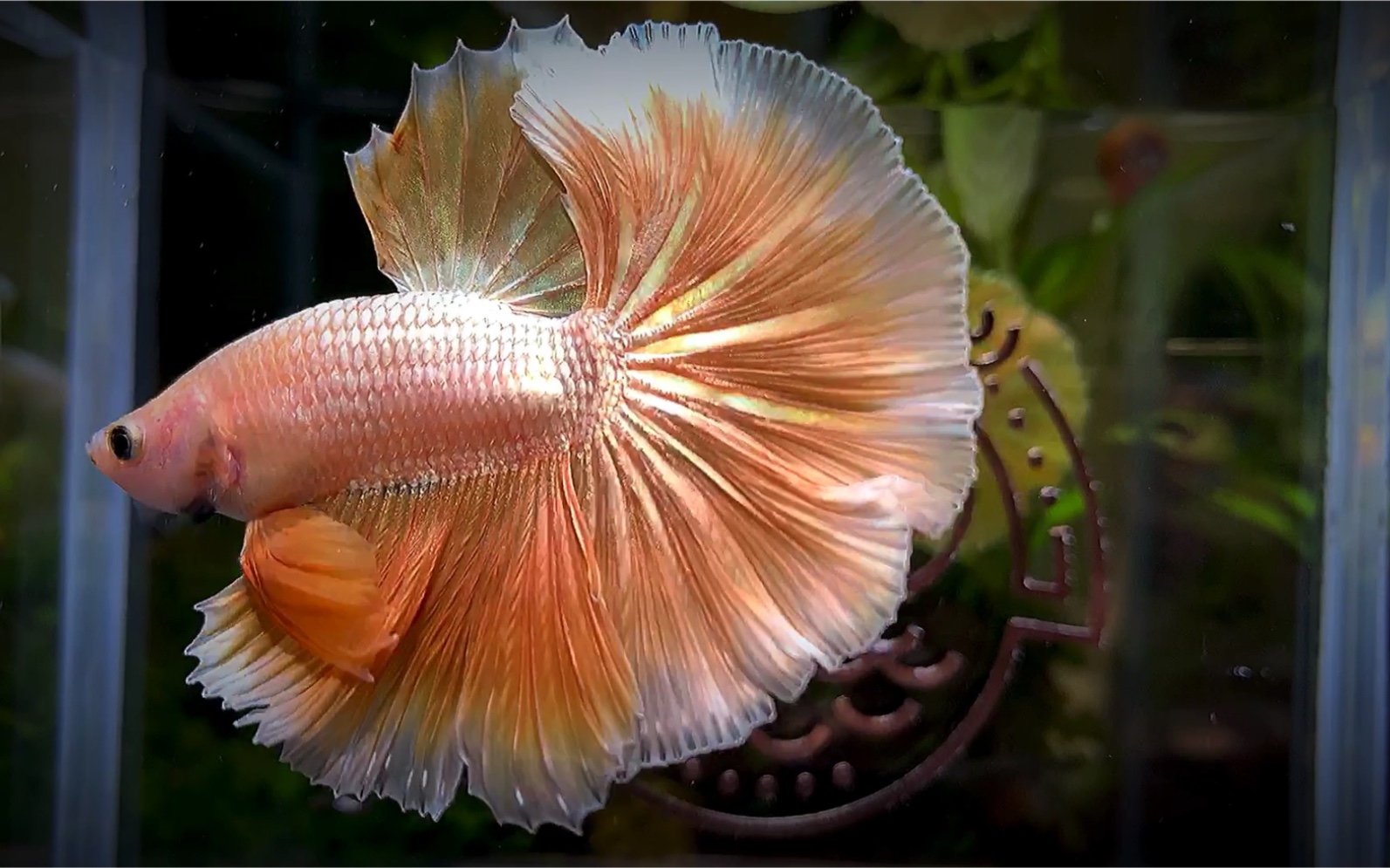 360影视-影视搜索