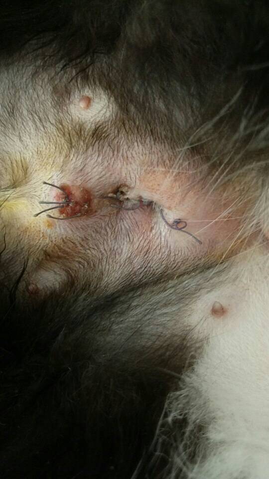 母猫绝育后第八天伤口这个样子,为什么不愈合?担心!