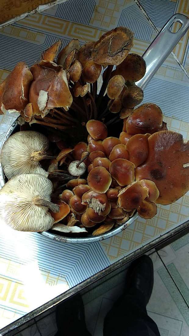 果树根长的磨菇能吃吗