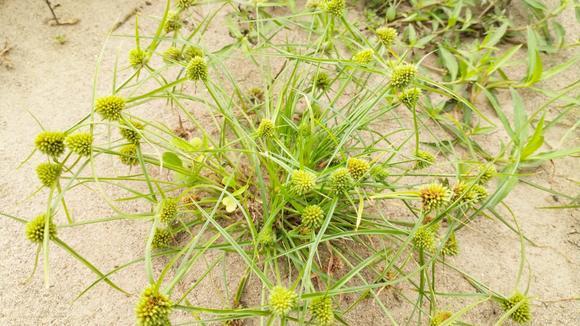 水蜈蚣,一种草药!长相奇特,价值极高,好多人都不认识?