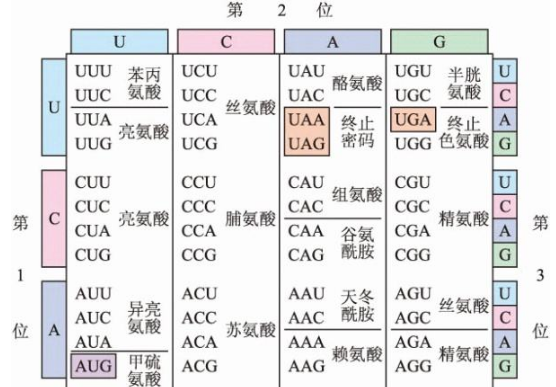 氨基酸密码子对照表图片
