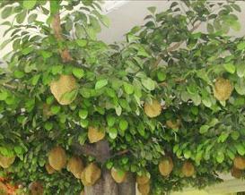 菠萝树长什么样