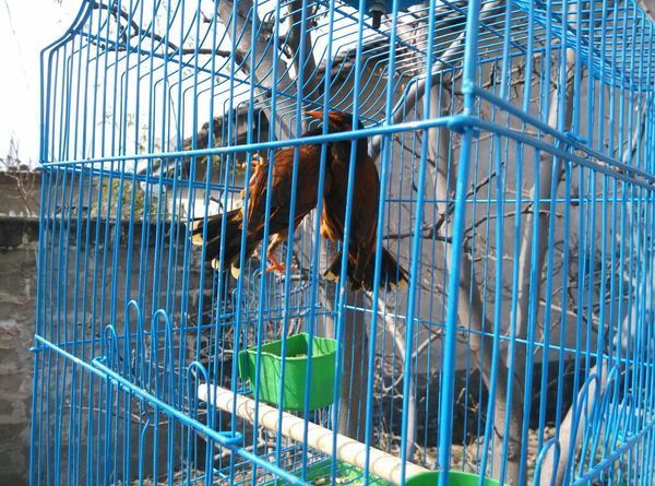 这是什么鸟?黄嘴黄脚,眼睛后面有一椭圆形的黄