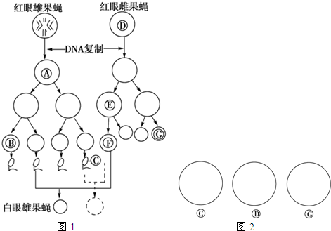 果蝇的红眼(w)对白眼(w)为显性,这对等位基因位于x染色体上,如图表示