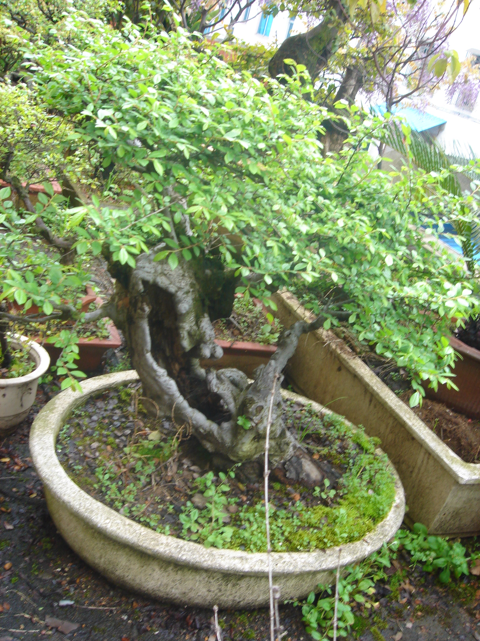榆樹, 是塑造樹樁盆景的好材料。它培育成的樹樁盆景, 樹干蒼勁古樸, 枝葉清秀瀟灑, 很是惹人喜愛。榆樹為榆科落葉喬木。 在我國分布極廣, 尤其是在江南一帶, 可謂"有村必有榆" 。遼寧山區有野生分布, 家栽也極為普遍。榆樹葉互生,橢圓形, 先端尖,葉的長度3-6厘米, 寬1-3厘米, 邊緣有整齊鈍鋸齒, 樹皮直裂,小枝灰色柔軟, 廣為展開。花小黃綠, 翅果圓如小錢。 榆樹的葉、枝、干莖, 都具有一定的觀賞價值。它的葉子細而密, 厚而硬, 新葉鮮嫩?