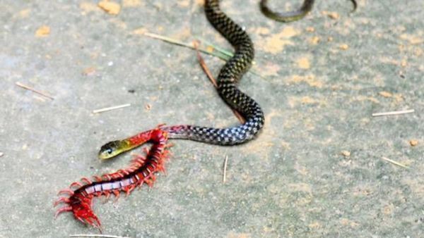 蛇体型要比蜈蚣大很多倍,为何蛇却害怕蜈蚣呢?