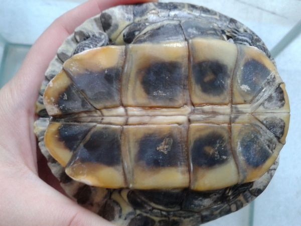 求助!巴西龟龟甲变白但是能吃能爬怎么回事?