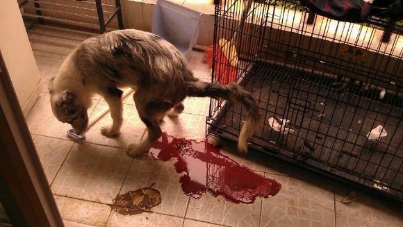 狗狗得了细小打完吊瓶怎么不会动还从屁股出血