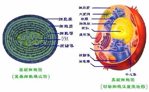 而原核生物是没有成形细胞核或线粒体的一类单细胞(或多细胞,例如