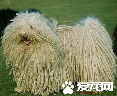 波利犬有白色的吗 黑颜色为波利犬的真正特点