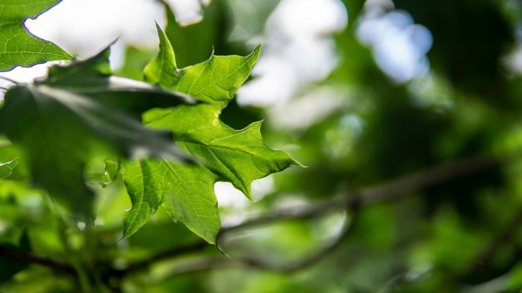 清新的绿植电脑壁纸[图1]