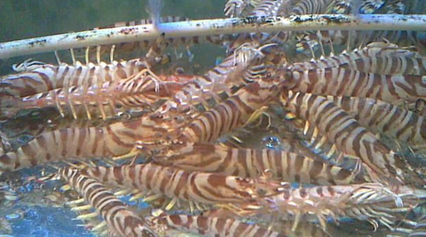 斑节虾吃在海水养殖吃什么饲料