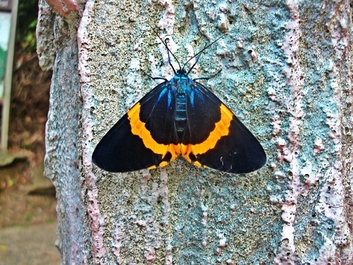 解决方案1: 应该是橙带蓝尺蛾,milionia basalis,尺蛾科蓝尺蛾属的