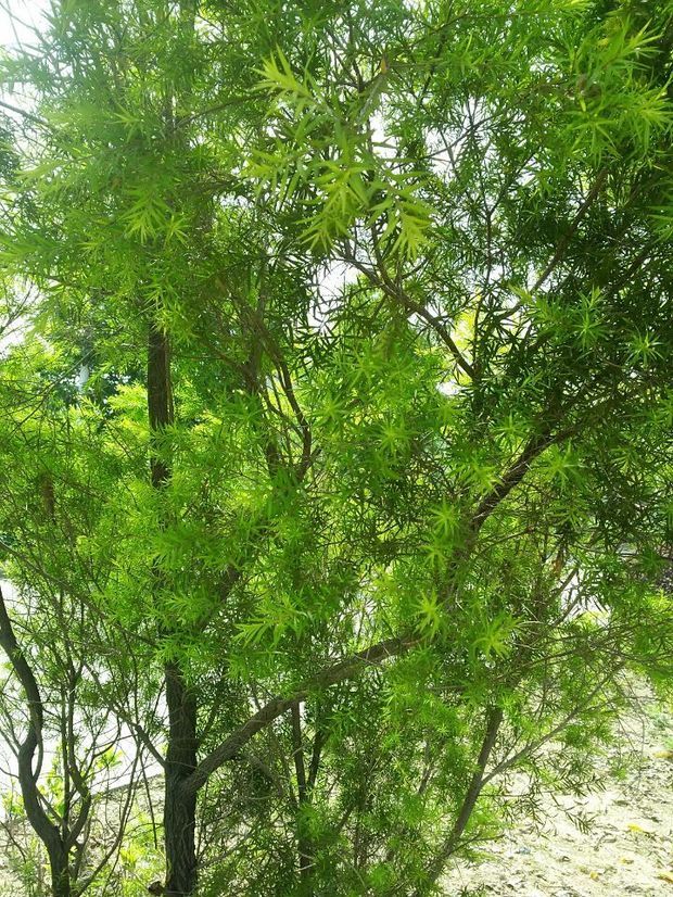 这是什么树叶子细长