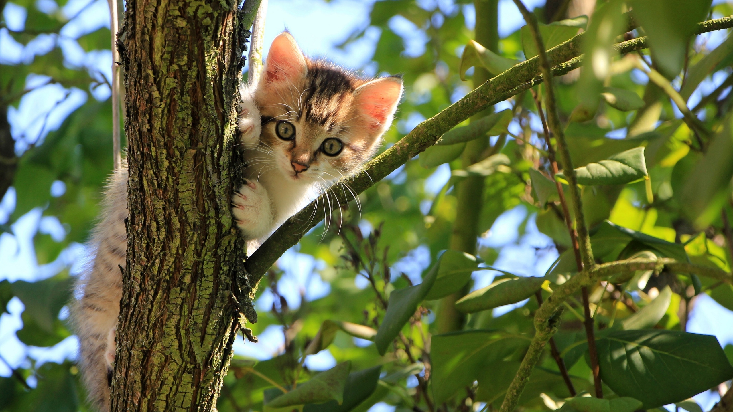 萌萌的小猫咪图片[图7]